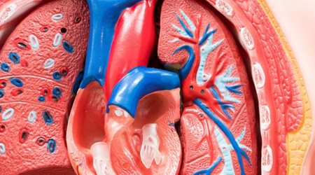 شریان آئورت 🔗