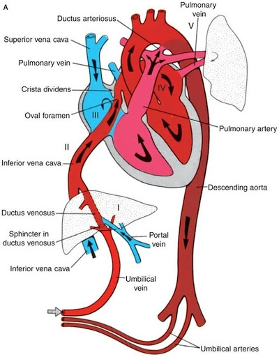 PFO