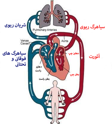 جریان خون قلب و ریه