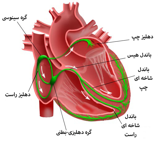 ریتم نرمال قلب