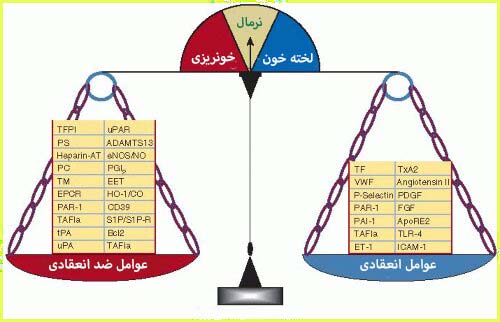 هموستاز