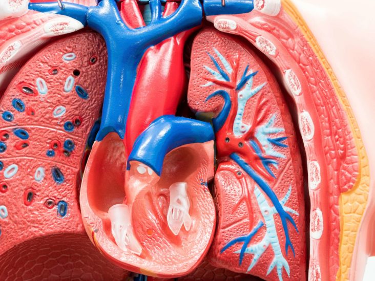 شریان آئورت 🔗